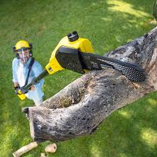 Best Organic Lawn Care Solutions  in Binghamton University, NY
