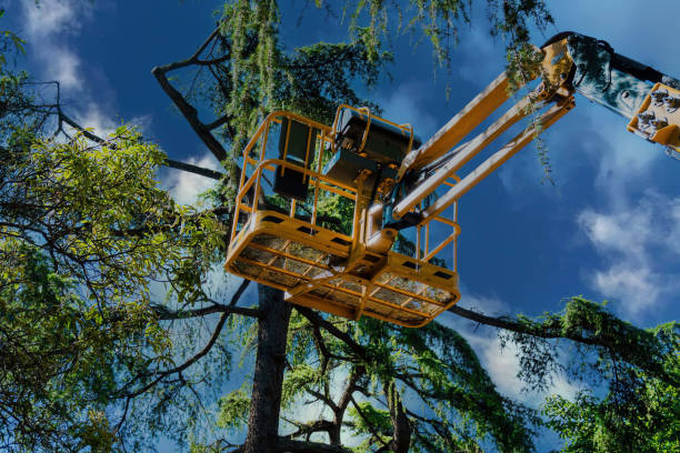 Best Storm Damage Tree Cleanup  in Binghamton University, NY