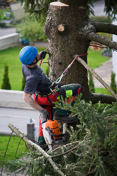 Best Lawn Mowing  in Binghamton University, NY