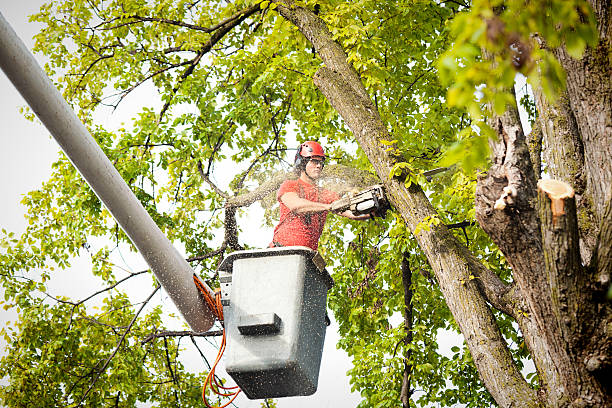 Professional Tree Removal in Binghamton University, NY