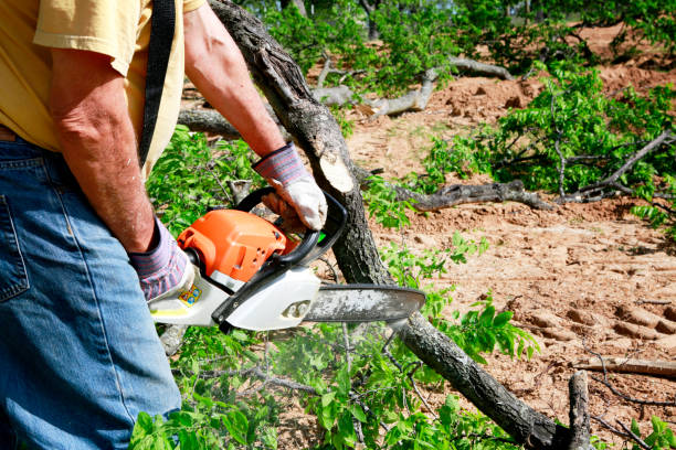  Binghamton University, NY Tree Removal Pros